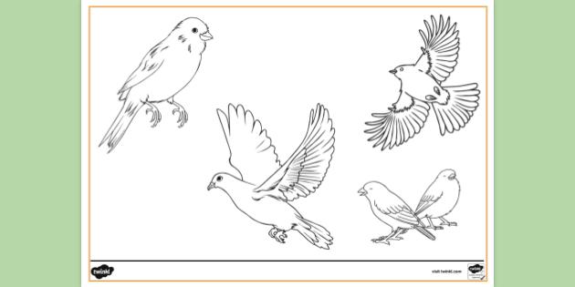free-printable-bird-colouring-page-colouring-sheets