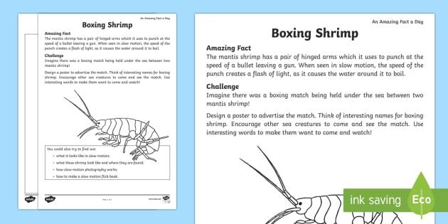 Mantis Shrimp Worksheet / Worksheet - ESL Ocean Resources