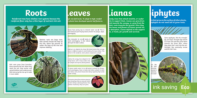 what-plants-grow-in-the-rainforest-adaptations-posters