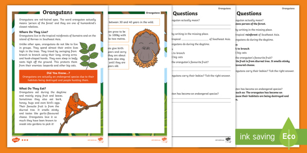 KS1 Orangutans Differentiated Reading Comprehension Activity