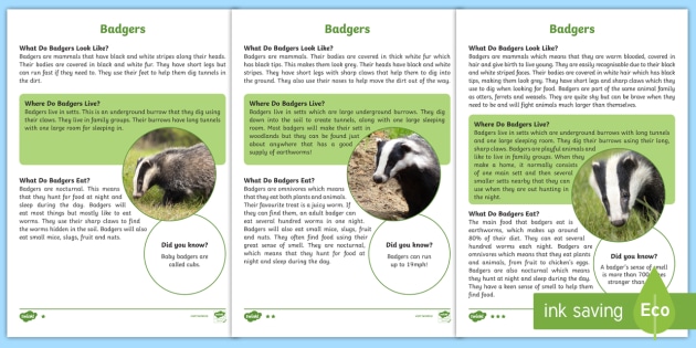 Badger Facts For Kids Twinkl Homework Help Twinkl