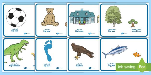 colour by size worksheet arabic/english