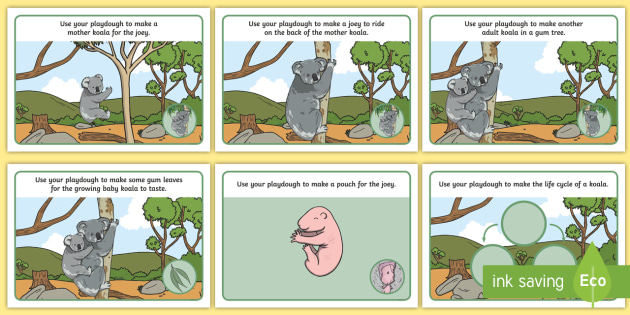 Koala Life Cycle Playdough Mats Teacher Made