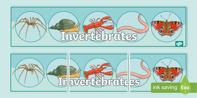 Invertebrates Display Banner Ks2 Science Teacher Made 3758