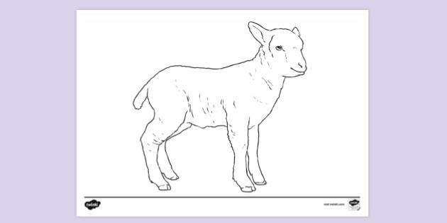 free-printable-lamb-colouring-sheet-colouring-sheets