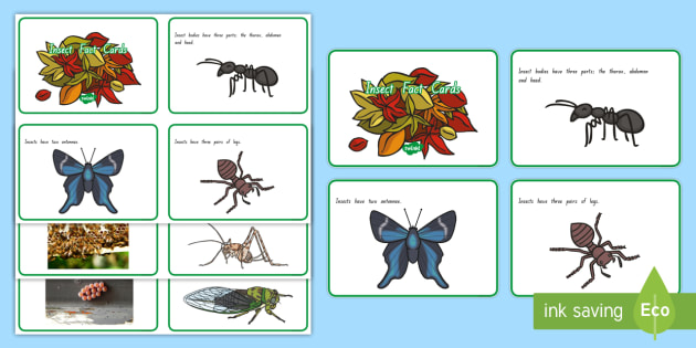 new-zealand-insect-fact-cards-teacher-made