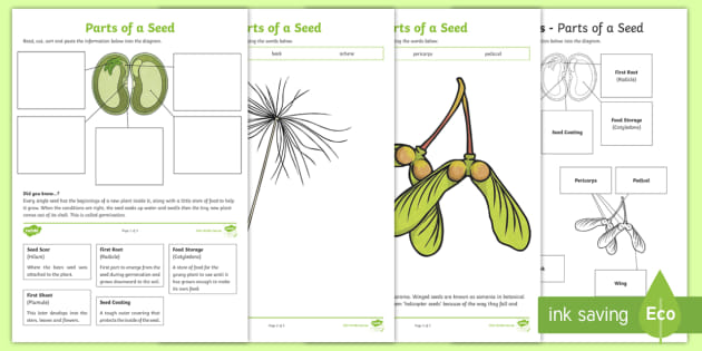 3 Parts of a Seed and Their Functions Worksheets