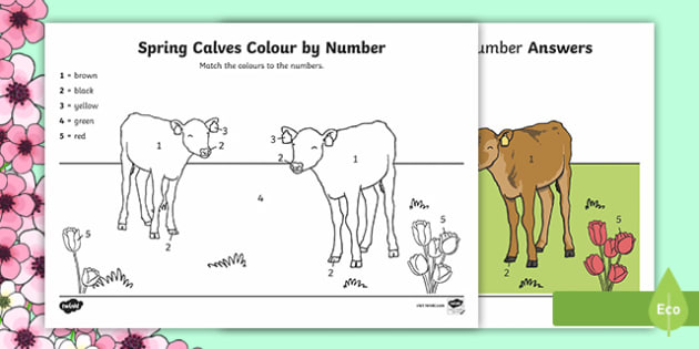 spring calves colornumber teacher made