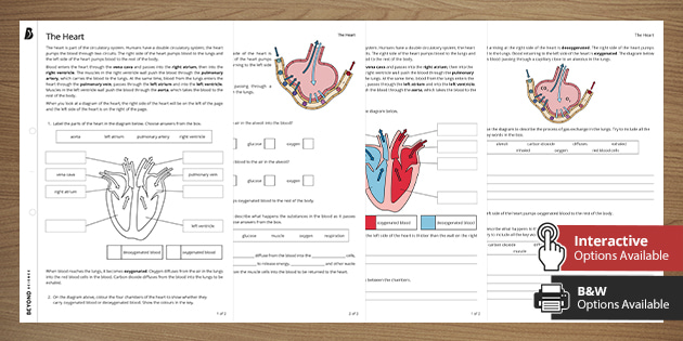 the heart worksheets differentiated ks3 science beyond