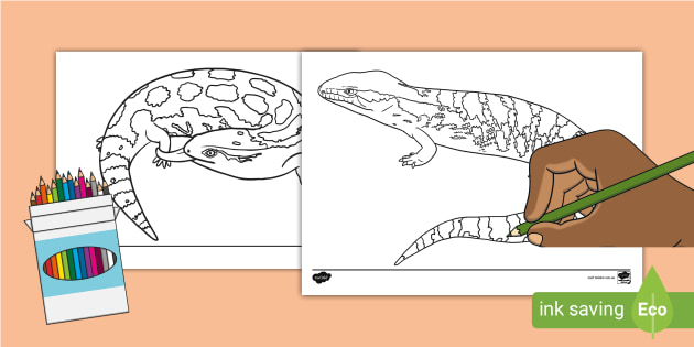 Blue Tongued Lizard Colouring Page (teacher made)