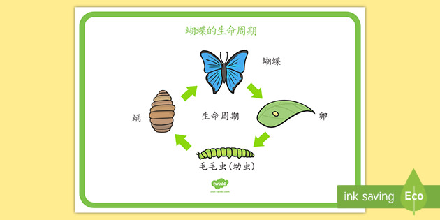 蝴蝶的生命周期示意图 Teacher Made