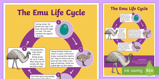 Life Cycle of an Emu Display Poster (Teacher-Made) - Twinkl