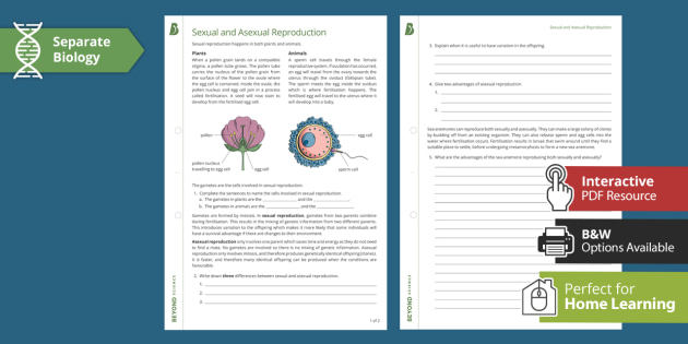 Sexual And Asexual Reproduction Gcse Biology Beyond 7338