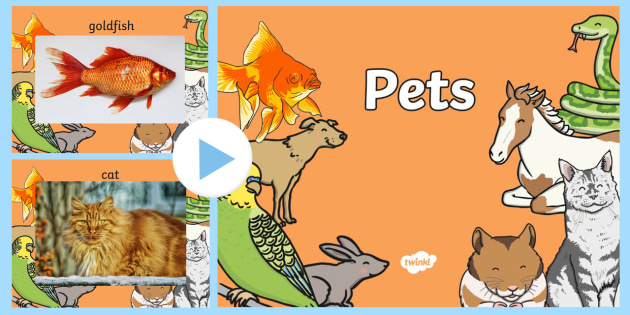 Hamsters as Pets Small Animal Management 130.4(c)4C. - ppt download