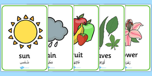 Plant And Growth Word Posters Arabic Translation