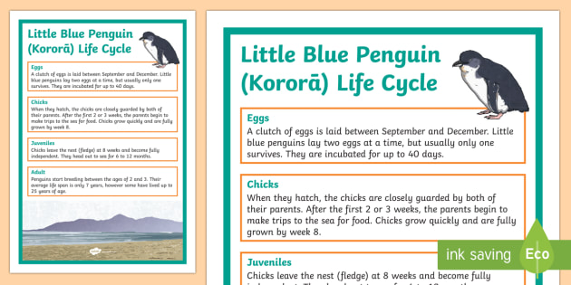 Little Blue Penguin / Kororā Life Cycle Display Poster