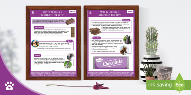 Why Is Chocolate Dangerous for Pets? Information Sheet
