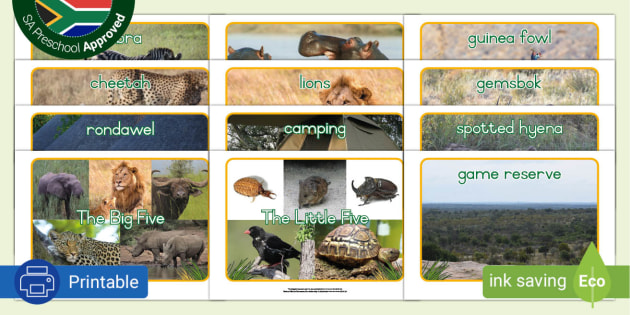 Going on Safari Display Photos (teacher made)