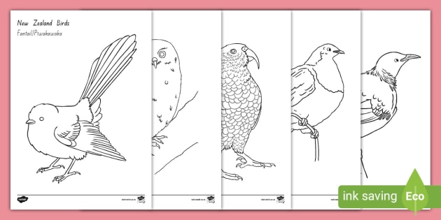 Purple Finch Coloring Page - Bird Watching Academy