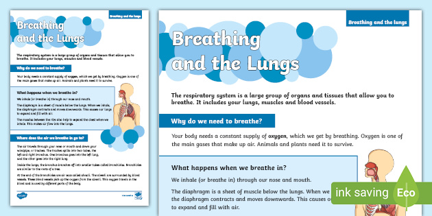 Breathing and the Lungs Fact File (teacher made)