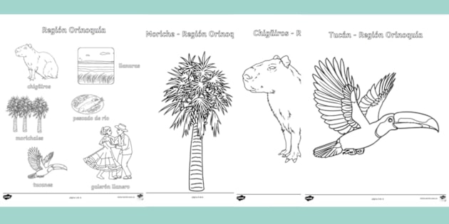 Dibujos de la región Orinoquía Twinkl Colombia - Main Image