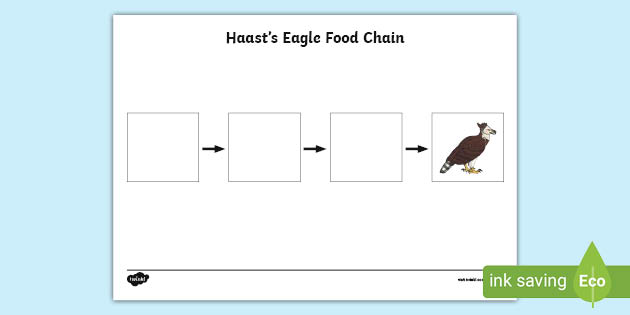 Haastโs Eagle Food Chain Activity (teacher made) Biology Diagrams