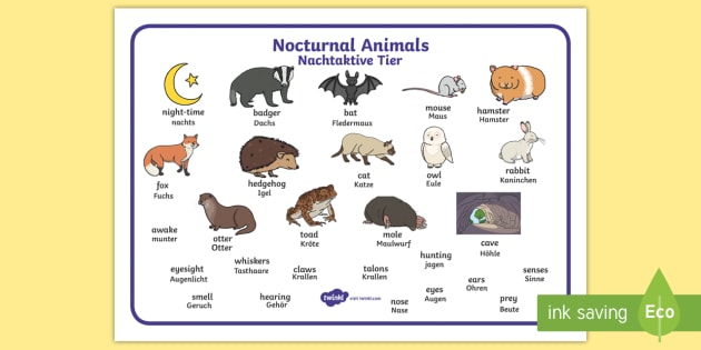 Nocturnal Animals Word Mat English/German (teacher made)