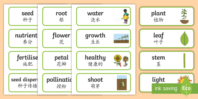 Plants Vocabulary Cards English Mandarin Chinese Plant Vocabulary