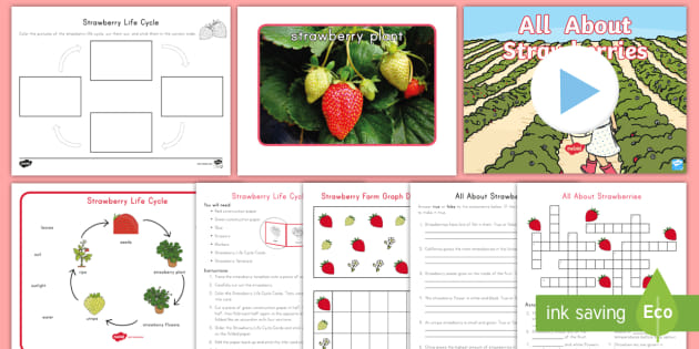Life Cycle Of A Strawberry Activity Pack Teacher Made