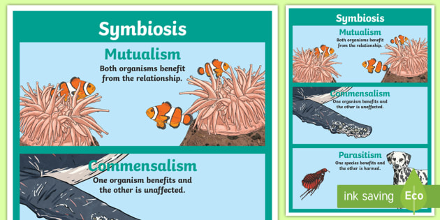 Symbiosis Display Poster Teacher Made
