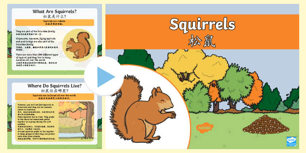 Squirrels Powerpoint English/Mandarin Chinese