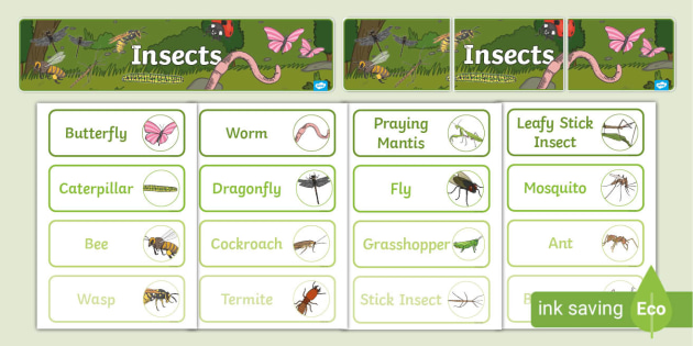 Insects Word Wall | Twinkl (teacher made)