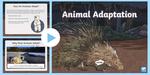 Animal Adaptations PowerPoint (teacher made) - Twinkl