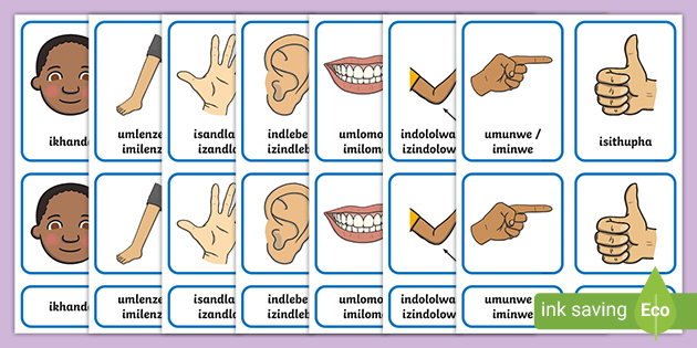 body parts in zulu umzimba wami amakhadi flashcards