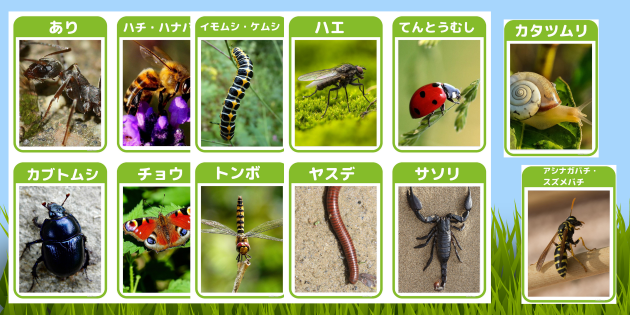 昆虫カード フラッシュカード 19枚 幼児の教材