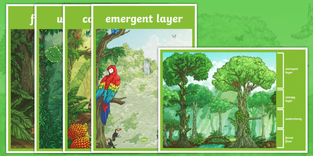 Amazon Rainforest Layers Display Posters Teacher Made
