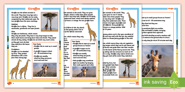 Giraffes Fact Files (teacher made)