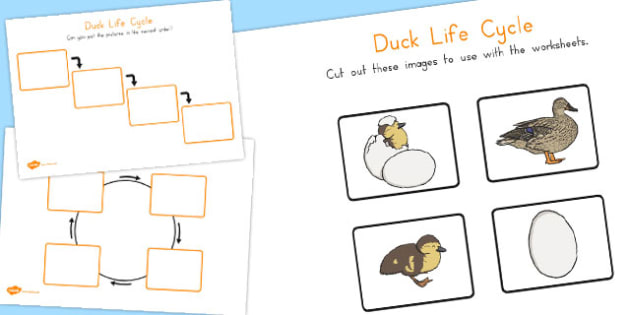 Duck Life Cycle 3-part Cards & Worksheets PDF / Montessori 