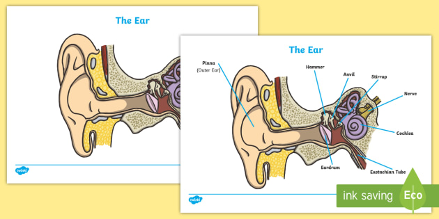 Free Ear Activity Sheets Teacher Made Worksheets For Students