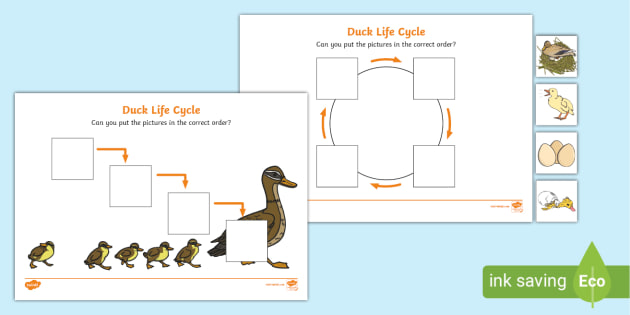 Mallard Duck Life Cycle Clipart Download - Clipart 4 School