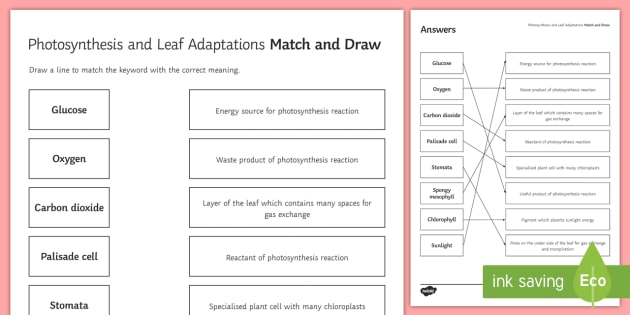 Photosynthesis Match and Draw (teacher made)