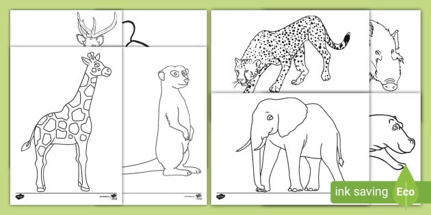 Animals of the African Continent Colouring Pages - Twinkl