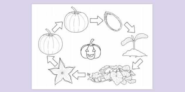 FREE! - Pumpkin Life Cycle Colouring Sheet | Colouring Sheets
