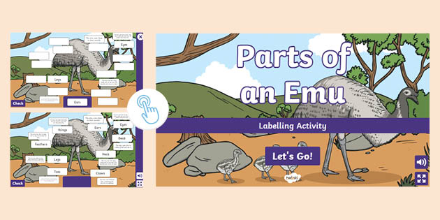 Parts of an Emu Labelling Activity (teacher made)