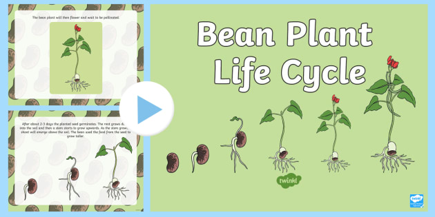 * NEW * Bean Life Cycle PowerPoint - garden, seed, root, shoot, stem, leaf