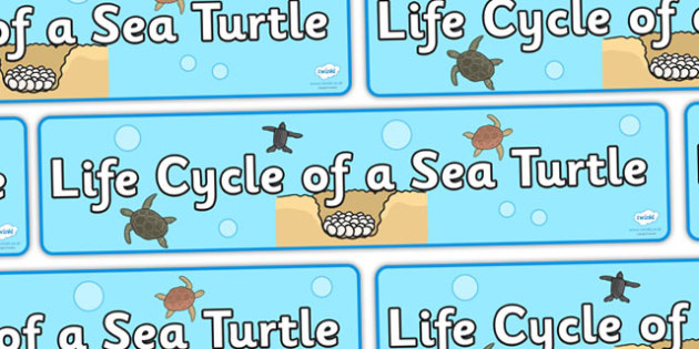 Free Sea Turtle Life Cycle Display Banner Sea Turtle Banner
