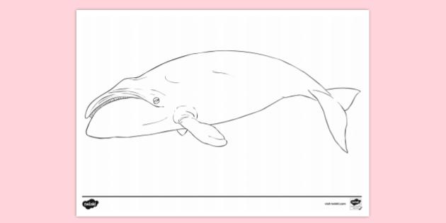 FREE! - Bowhead Whale Colouring | Colouring Sheets
