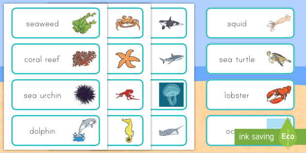 Ocean Word Cards - Habitats, Habitat, Ocean Habitat, Ocean, Beach Habitat