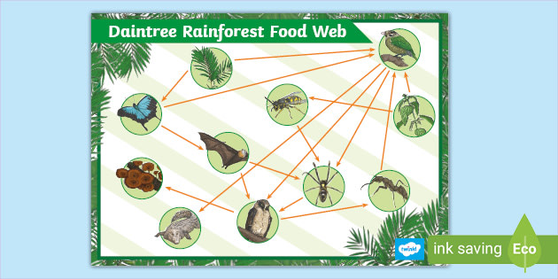 Daintree Rainforest Food Web Poster Primary Resources