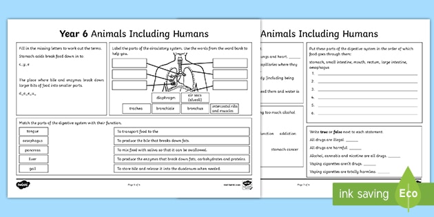 ks2 year 6 animals including humans revision activity mat